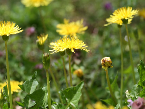 Taraxacum japonicum