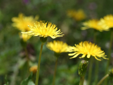 Taraxacum japonicum