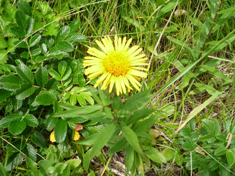 Inula salicina var. asiatica