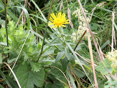 Inula salicina var. asiatica