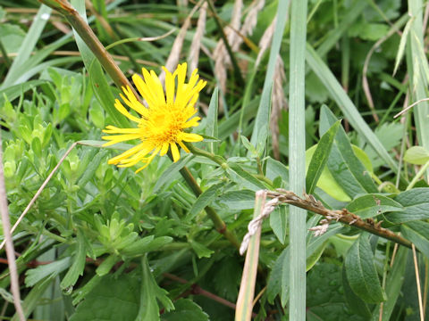 Inula salicina var. asiatica