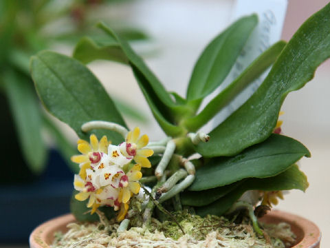 Gastrochilus japonicus