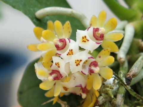 Gastrochilus japonicus