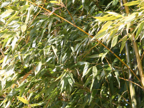 Phyllostachys bambusoides cv. Kashirodake