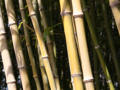 Phyllostachys bambusoides cv. Kashirodake