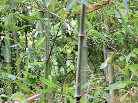 Phyllostachys bambusoides cv. Kashirodake