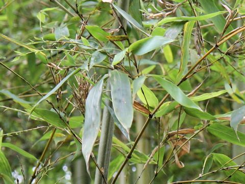 Phyllostachys bambusoides cv. Kashirodake