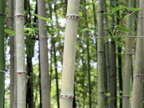 Phyllostachys bambusoides cv. Kashirodake