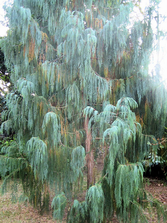 Cupressus cashmeriana