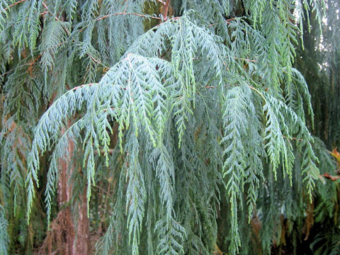 Cupressus cashmeriana