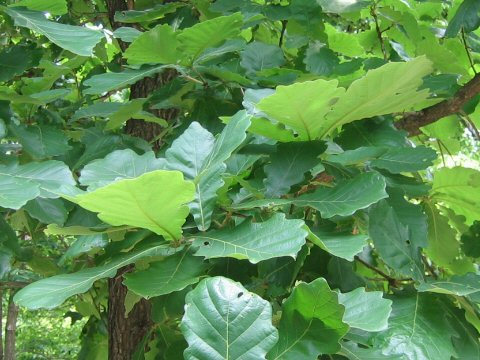 Quercus dentata