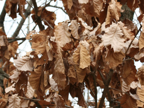 Quercus dentata