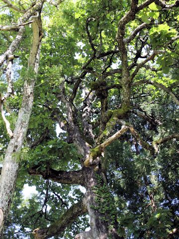 Quercus dentata