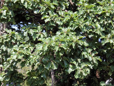 Quercus dentata