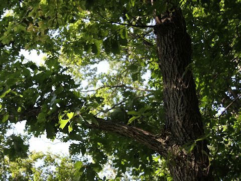 Quercus dentata