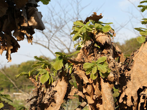 Quercus dentata