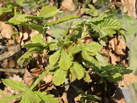 Quercus dentata