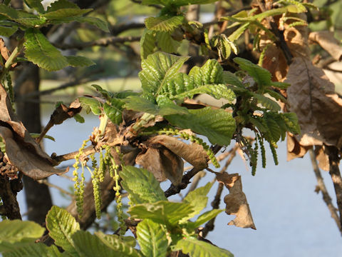 Quercus dentata