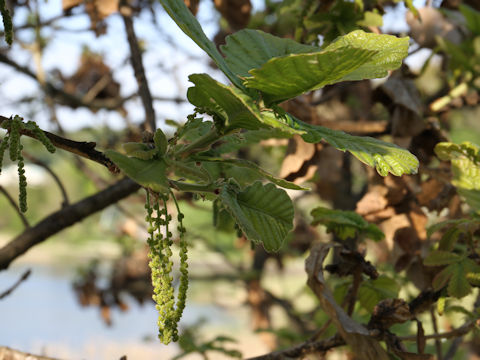 Quercus dentata