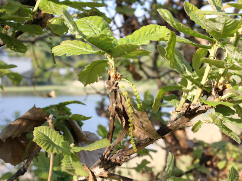 Quercus dentata