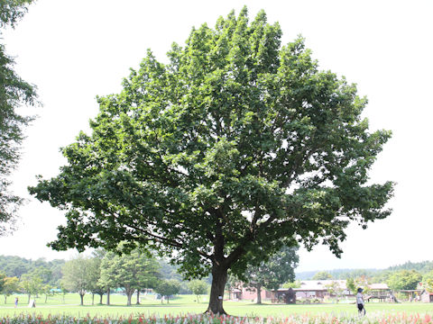 Quercus dentata