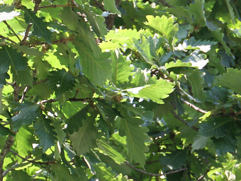 Quercus dentata