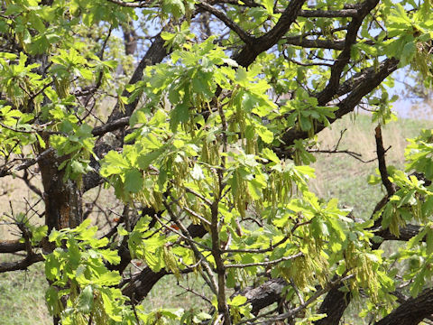 Quercus dentata