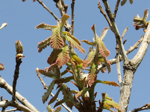 Quercus dentata