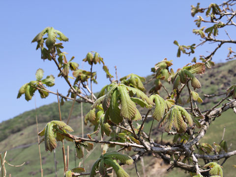 Quercus dentata