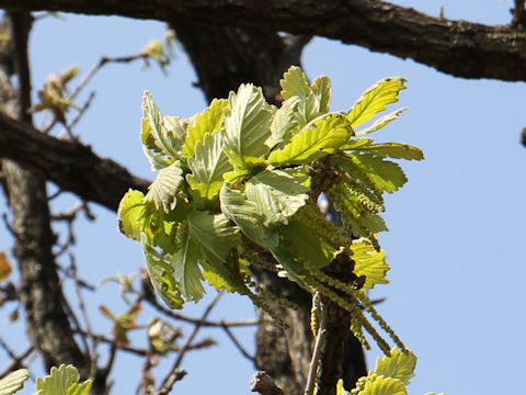 Quercus dentata