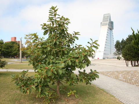 Quercus dentata