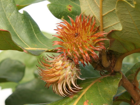 Quercus dentata