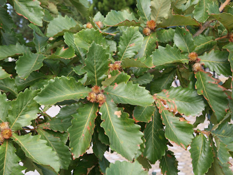 Quercus dentata