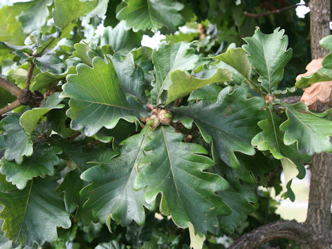 Quercus dentata