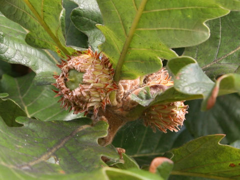 Quercus dentata