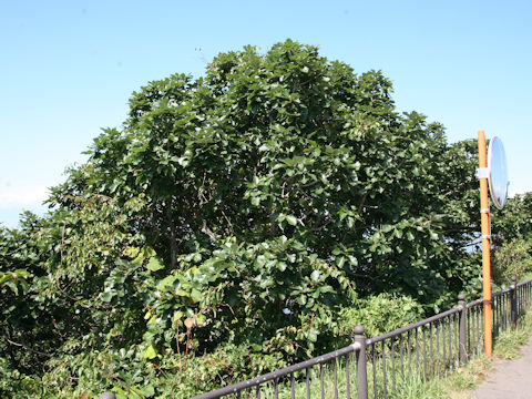 Quercus dentata