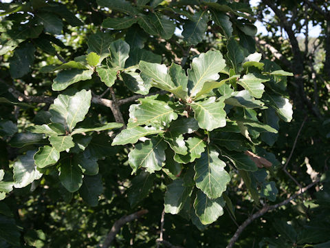 Quercus dentata