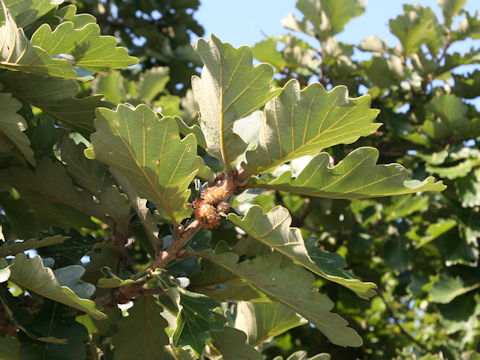 Quercus dentata