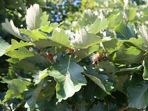 Quercus dentata