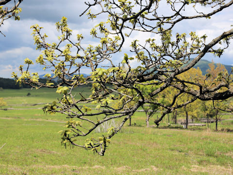 Quercus dentata
