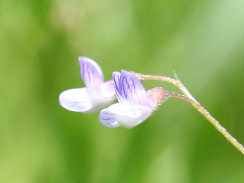 Vicia tetrasperma