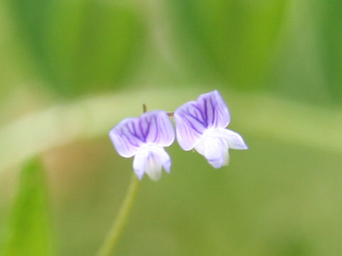 Vicia tetrasperma