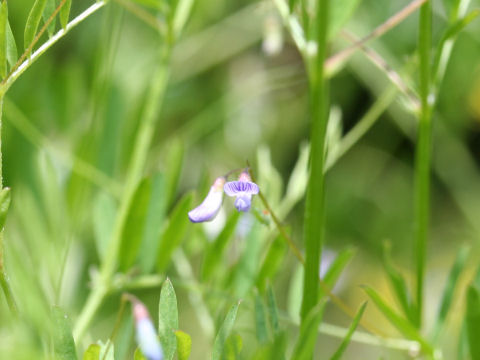 Vicia tetrasperma