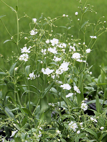 Gypsophila elegans cv. Covent Garden Market