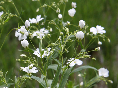 Gypsophila elegans cv. Covent Garden Market