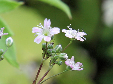 Gypsophila elegans cv. Elegans Crimson