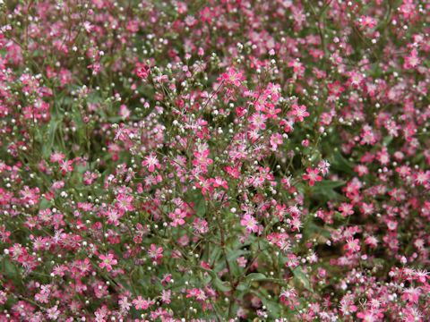 Gypsophila elegans cv. Elegans Crimson