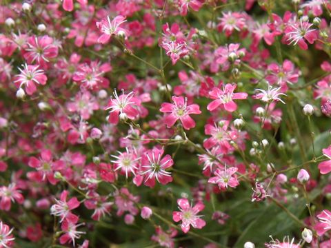 Gypsophila elegans cv. Elegans Crimson