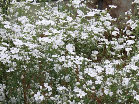 Gypsophila elegans cv. Covent Garden Market