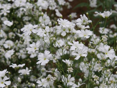 Gypsophila elegans cv. Covent Garden Market